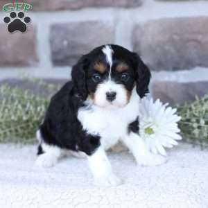 Ava, Cavapoo Puppy
